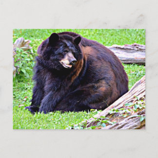Bär (schwarz) postkarte