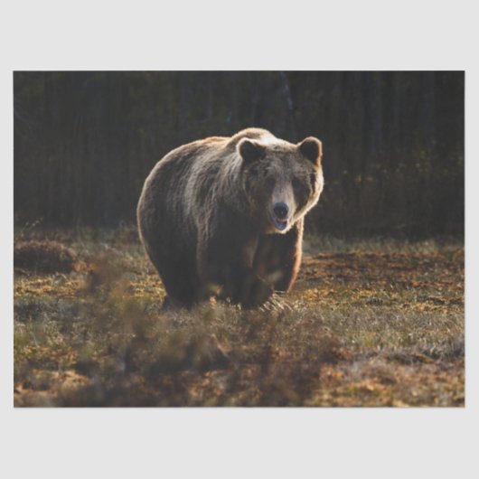 Bär Seidenpapier (Vorderseite)