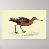 BAR-TAED-GODWIT-DRUCKER POSTER (Vorne)
