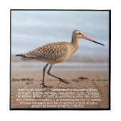 Bar-tailed Godwit Fliese (Vorderseite)