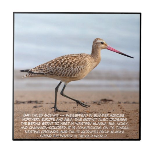 Bar-tailed Godwit Fliese (Vorderseite)