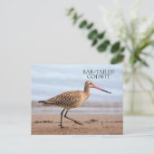 Bar-Tails Godwit Beach Ocean Sand Bird Postkarte (Stehend Vorderseite)