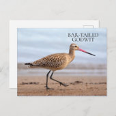 Bar-Tails Godwit Beach Ocean Sand Bird Postkarte (Vorne/Hinten)