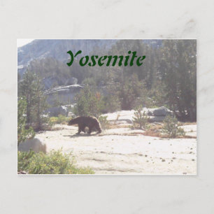 Bär, Yosemite Postkarte