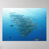 Baraccuda-Party Poster (Vorne)