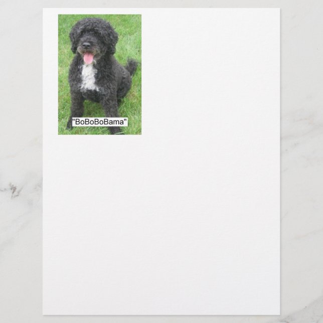 Barack Obama Portugiesischer Wasserdog (Vorderseite)