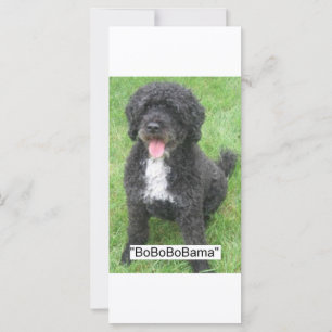 Barack Obama Portugiesischer Wasserdog