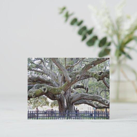 Baranoff Oak - Safety Harbor, FL Postkarte (Stehend Vorderseite)