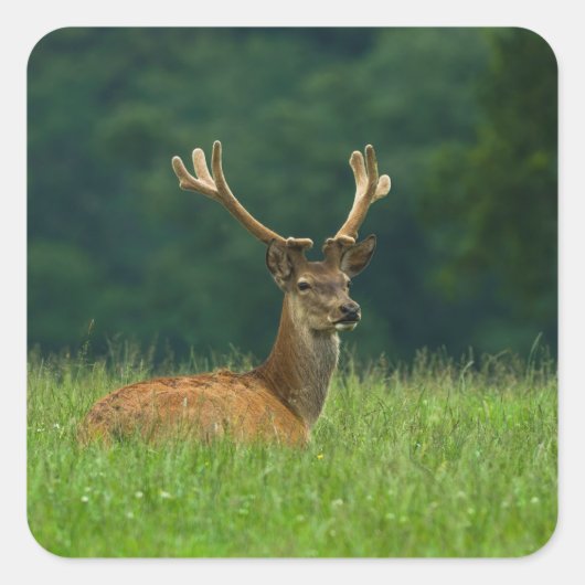 Barasingha Hirsche Quadratischer Aufkleber (Vorderseite)