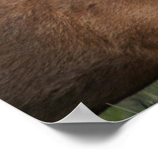 Barasingha oder Barasinga (Rucervus Poster (Ecke)