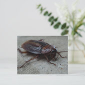 Barata Cucaracha Cockroach Postkarte (Stehend Vorderseite)