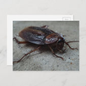 Barata Cucaracha Cockroach Postkarte (Vorne/Hinten)