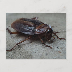 Barata Cucaracha Cockroach Postkarte