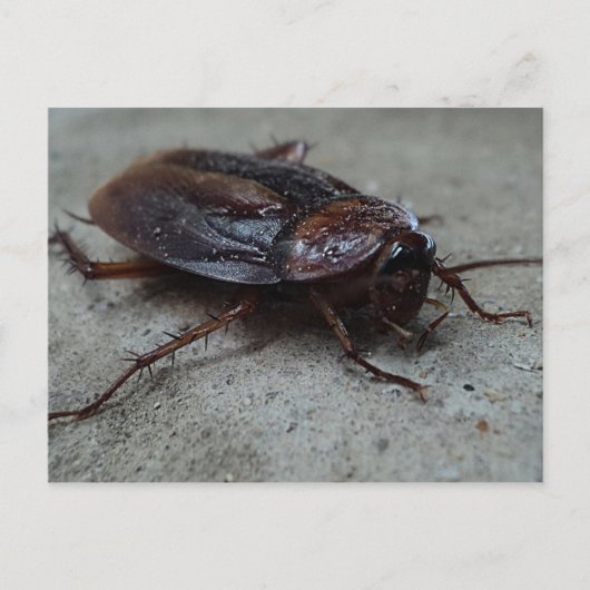 Barata Cucaracha Cockroach Postkarte (Vorderseite)