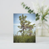 Barataria Sumpf Cypress Tree Postkarte (Stehend Vorderseite)