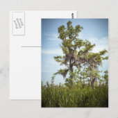 Barataria Sumpf Cypress Tree Postkarte (Vorne/Hinten)