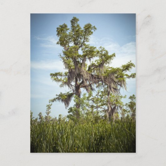 Barataria Sumpf Cypress Tree Postkarte (Vorderseite)