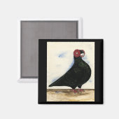 Barb Pigeon Watercolor Magnet (Vorderseite/Rückseite)