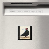 Barb Pigeon Watercolor Magnet (In Situ (Geschirrspüler))