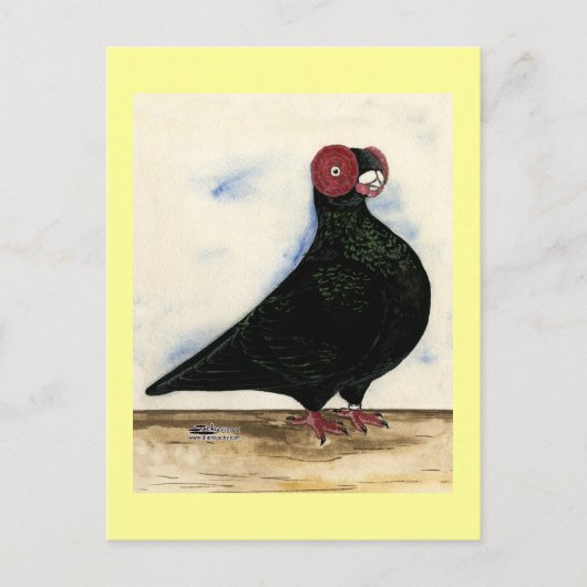 Barb Pigeon Watercolor Postkarte (Vorderseite)