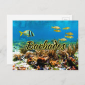 Barbados Korallenriff Postkarte (Vorne/Hinten)
