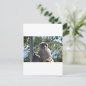 Barbary Ape Postkarte (Stehend Vorderseite)