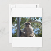 Barbary Ape Postkarte (Vorne/Hinten)