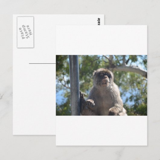 Barbary Ape Postkarte (Vorne/Hinten)
