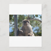 Barbary Ape Postkarte (Vorderseite)