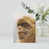Barbary Macaques in Gibraltar Postkarte (Stehend Vorderseite)