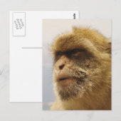 Barbary Macaques in Gibraltar Postkarte (Vorne/Hinten)