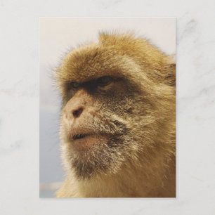 Barbary Macaques in Gibraltar Postkarte