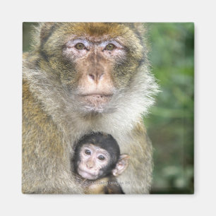 BarbaryMacaque. Adulte mit babyMacaca Magnet