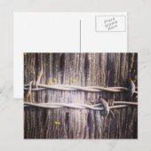 Barbed Wire & Oak Texture Postcard Postkarte (Vorne/Hinten)