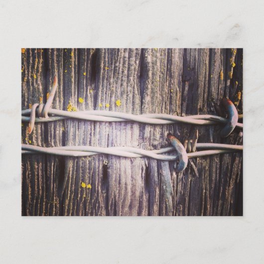 Barbed Wire & Oak Texture Postcard Postkarte (Vorderseite)