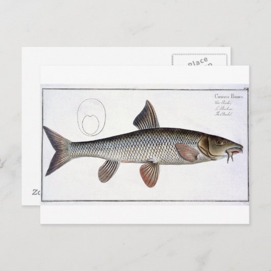 Barbel (Cyprinus Barbus), Platte XVIII von "Ichthy Postkarte (Vorne/Hinten)