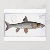 Barbel (Cyprinus Barbus), Platte XVIII von "Ichthy Postkarte (Vorderseite)