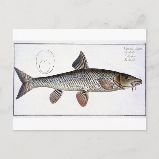 Barbel (Cyprinus Barbus), Platte XVIII von "Ichthy Postkarte (Vorderseite)