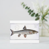 Barbel (Cyprinus Barbus), Platte XVIII von "Ichthy Postkarte (Stehend Vorderseite)