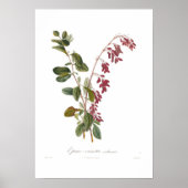 Barberry Poster (Vorne)