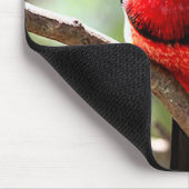 Barbet Bird Mousepad (Ecke)