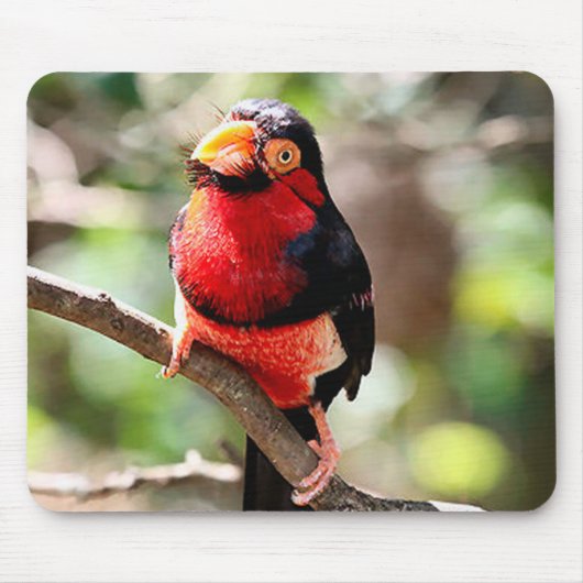 Barbet Bird Mousepad (Vorne)