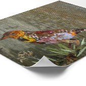 Barbet Bird Poster (Ecke)