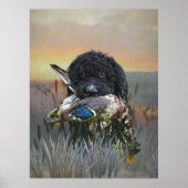 Barbet, französischer Wasserdog Poster (Vorne)