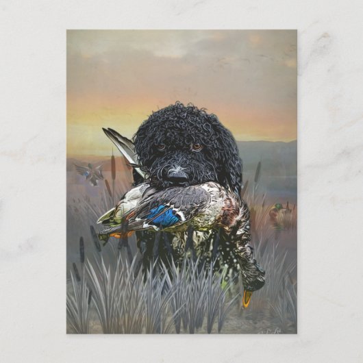 Barbet, französischer Wasserdog Postkarte (Vorderseite)