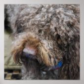 Barbet Poster (Vorne)