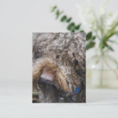 Barbet Postkarte (Stehend Vorderseite)
