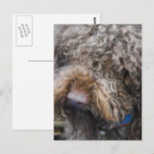 Barbet Postkarte (Vorne/Hinten)