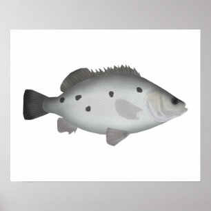 Barcoo Grunter Poster