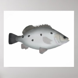 Barcoo Grunter Poster